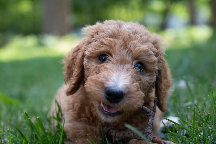 Goldendoodle Puppy