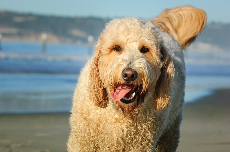 goldendoodle smile