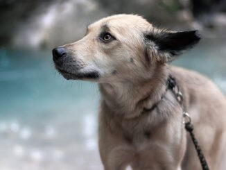 Husky Lab Mix