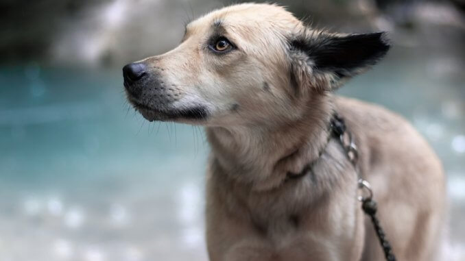 Husky Lab blanding