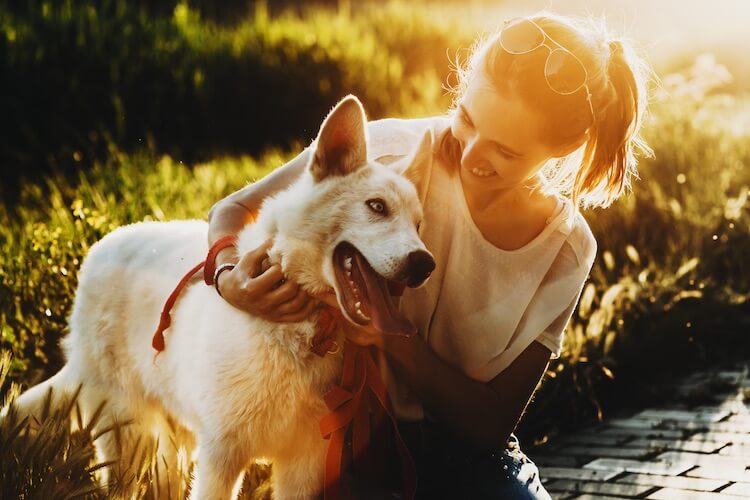 Husky Lab Mix Hund