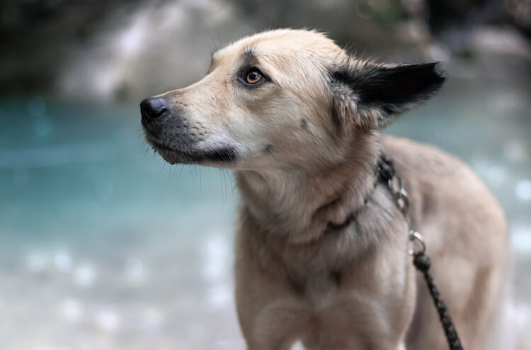 Husky Lab-blanding