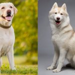 Husky x Lab Mix