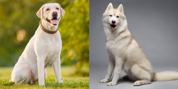 Husky x Lab mix