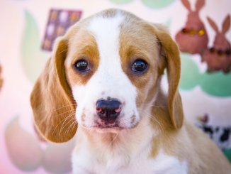 Lemon Beagle Dog