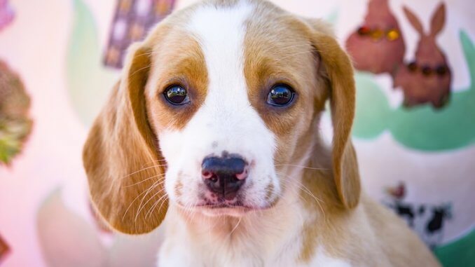 Lemon Beagle Dog