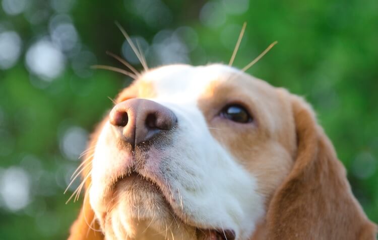 Lemon Beagle Headshot