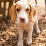 Lemon Beagle Portrait