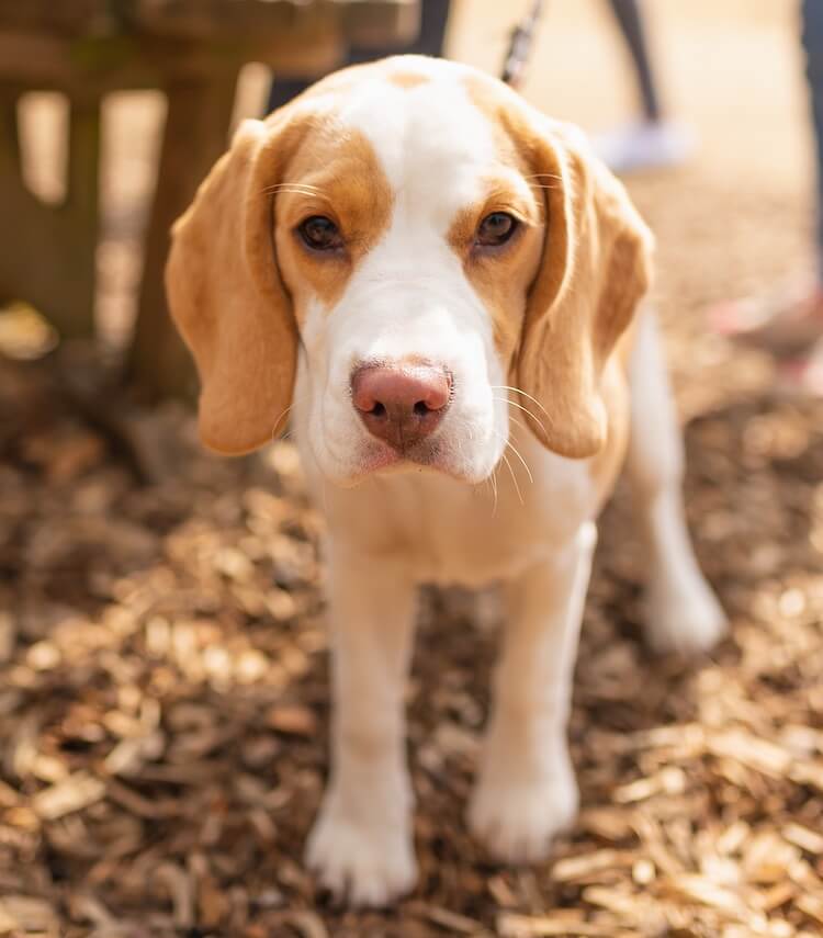 adult lemon beagle