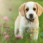 Lemon Beagle Puppy