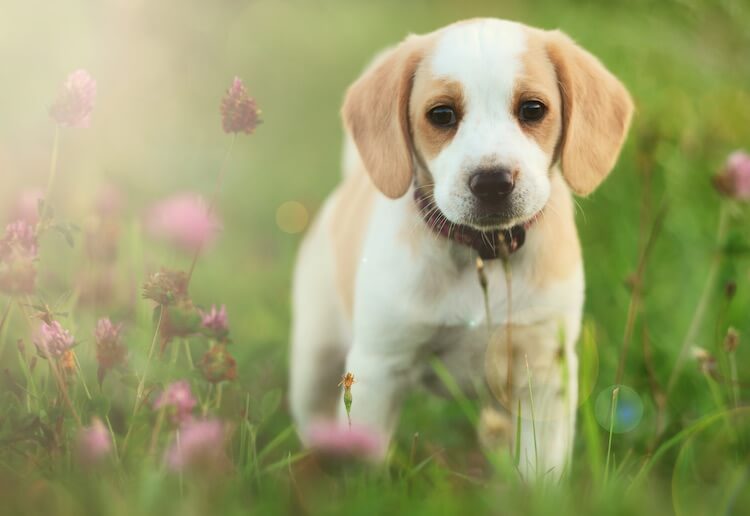 lemon beagle