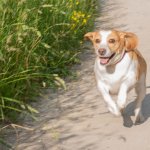 Lemon Beagle Running