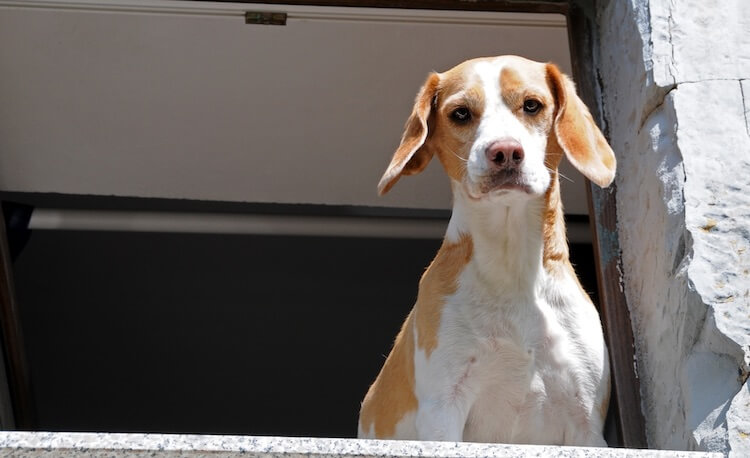 Lemon Beagle Unveiling the Charm of a Citrus Colored Canine