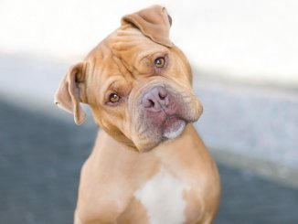 Pitbull Mastiff Mix