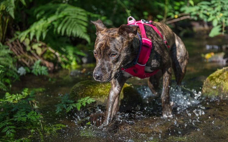 Pitbull Mastiff Mix Dog