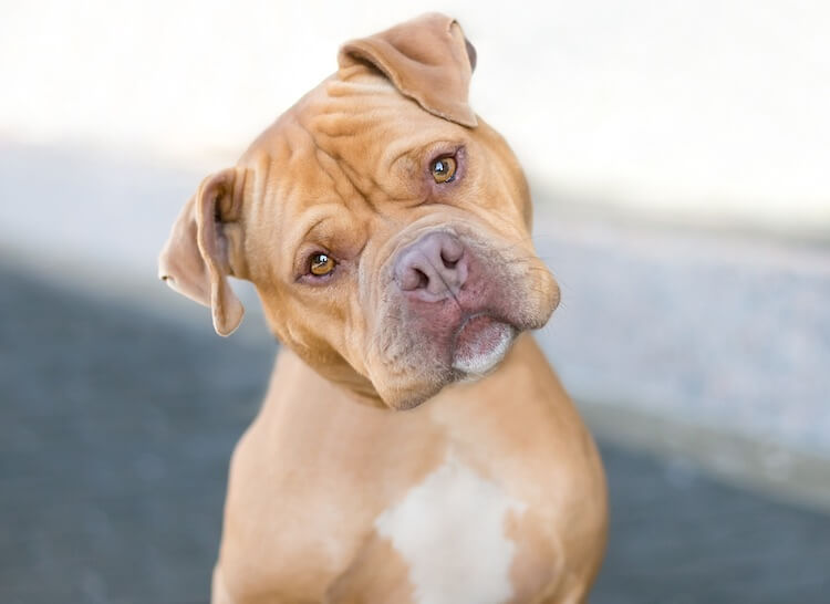 pitbull terrier mastiff mix