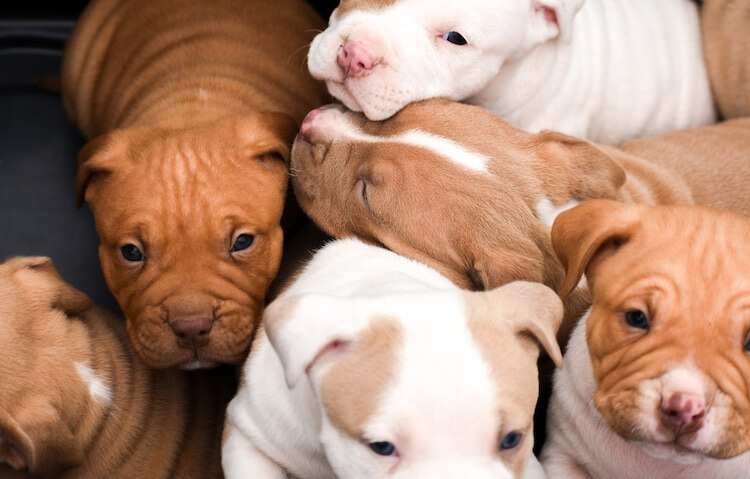 Pitbull Puppies