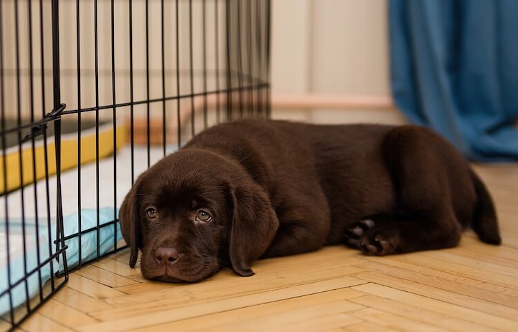 Puppy Next To Crate