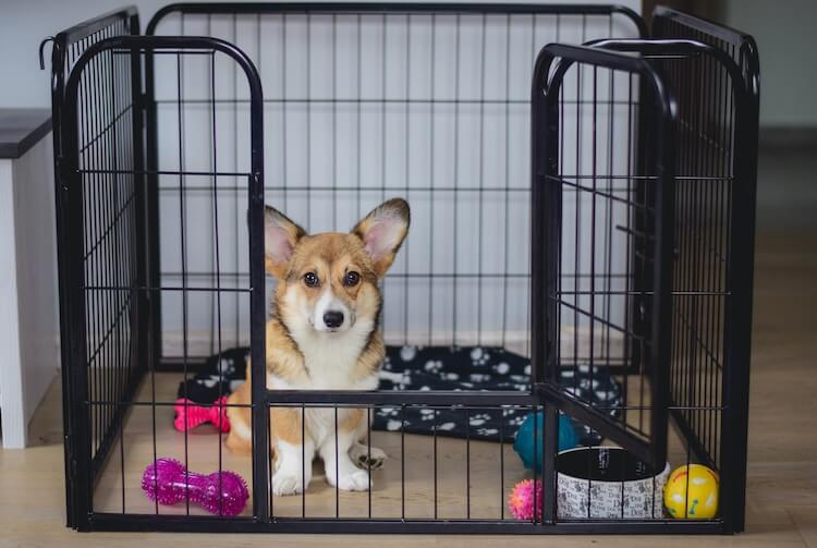 Puppy Sat In Crate With Door Open