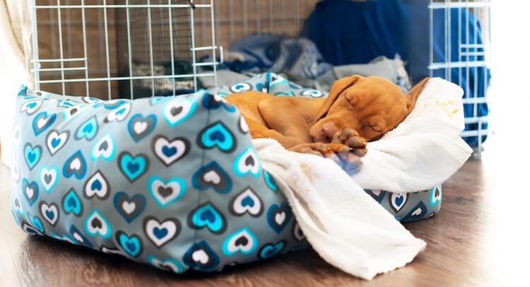 Puppy Sleeping In A Dog Crate