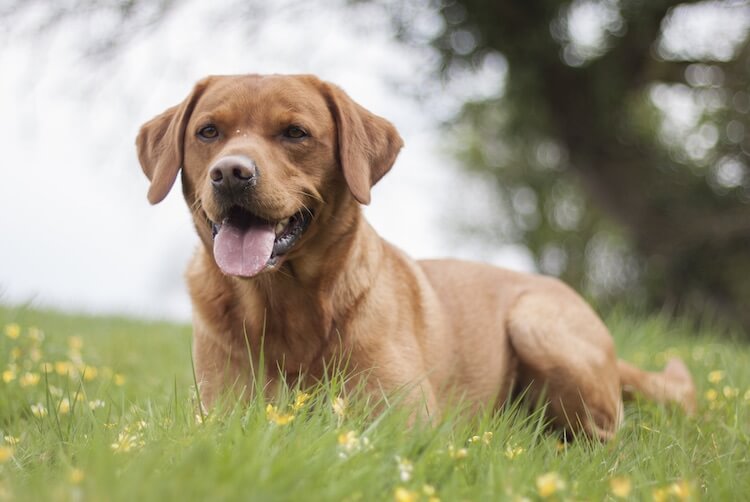 Red Fox Lab Dog