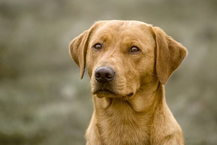 Red Fox Lab Portrait