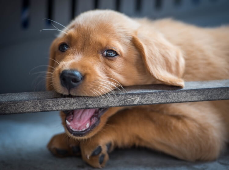 Red Fox Lab Puppy