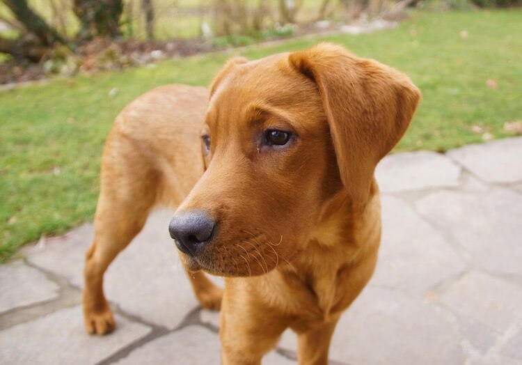 purebred fox red labrador