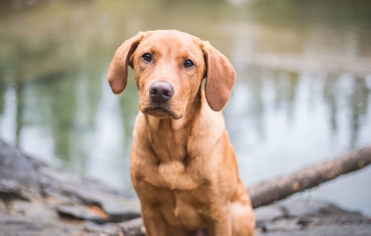 Red Fox Labrador Dog