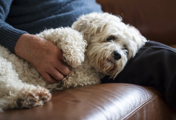 Shichon Puppy