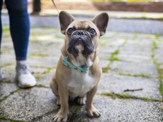 Training A French Bulldog