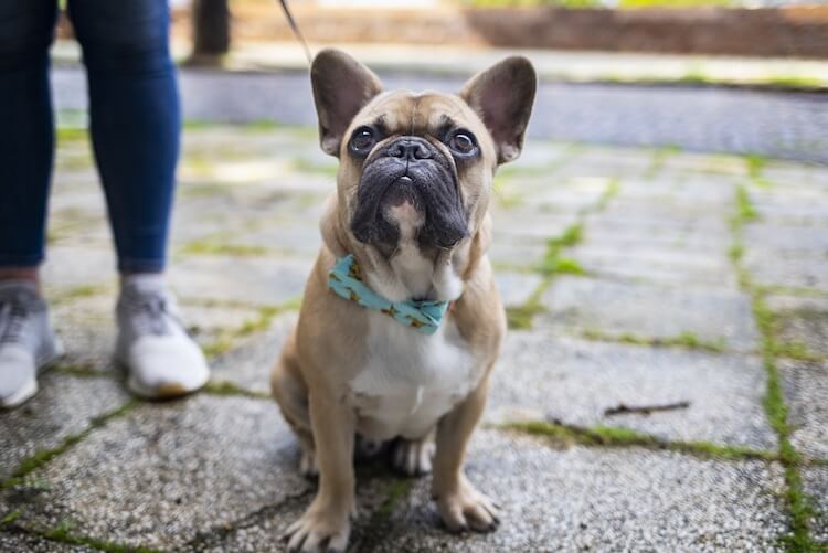 best training treats for french bulldogs