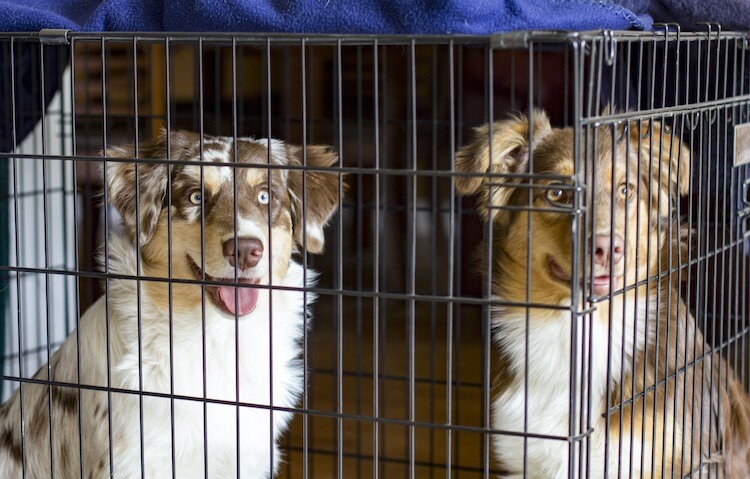 Two Dogs In A Crate