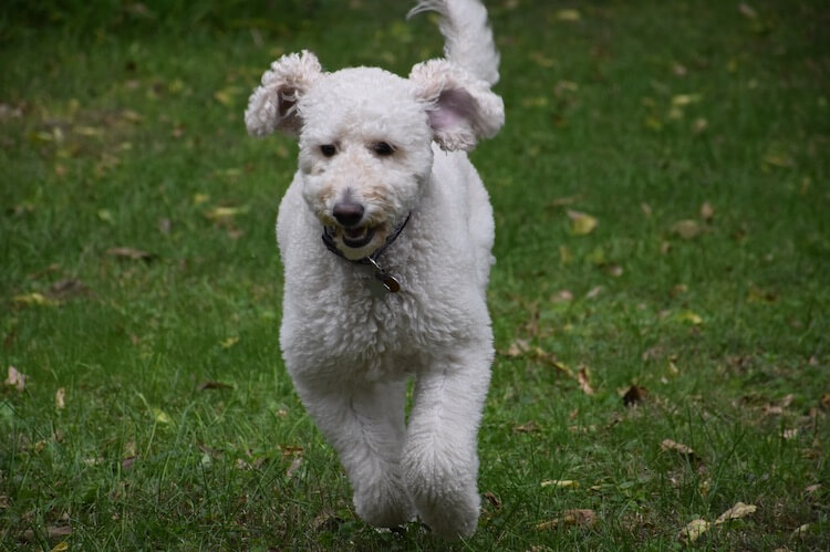 White Goldendoodle