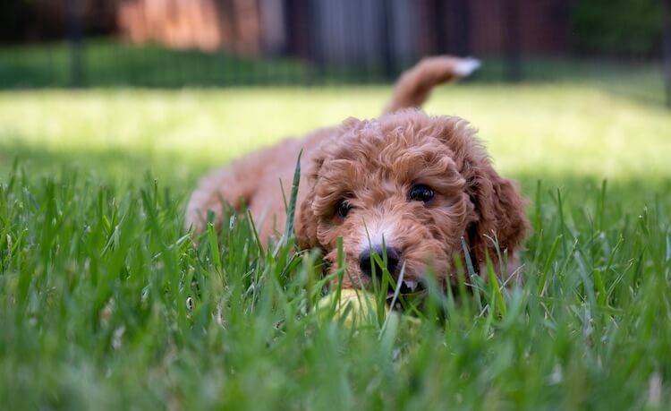 Young Goldendoodle Puppy