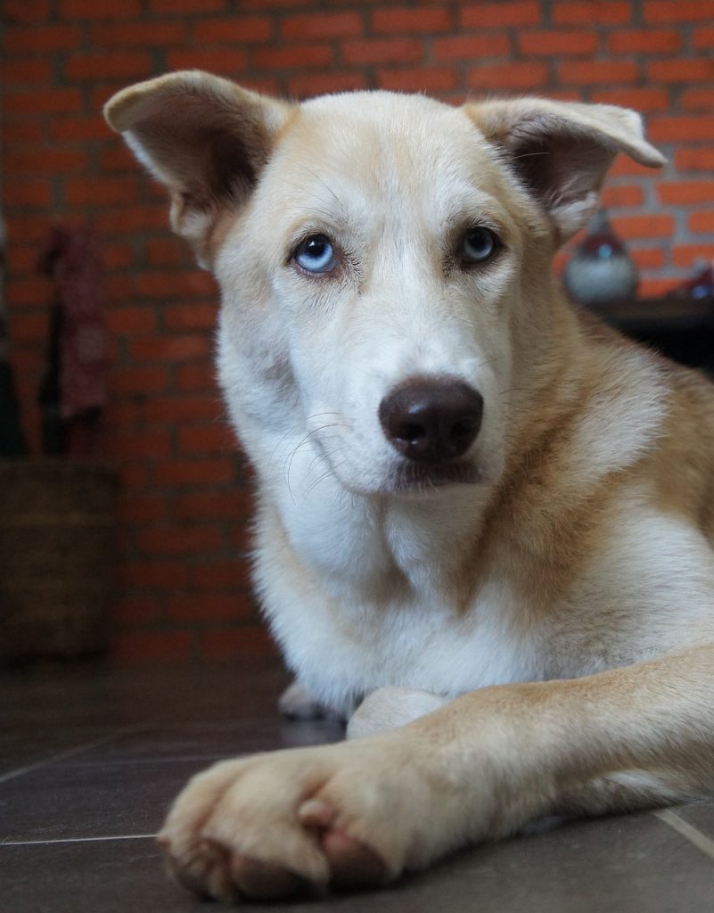 Husky Lab
