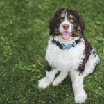 Bernedoodle Dog