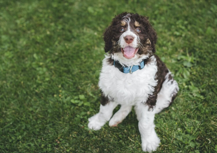 Goldendoodle vs Bernedoodle - Which Dog Is Better? - YouTube