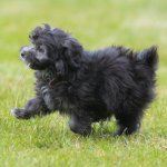 Schwarzer Maltipoo