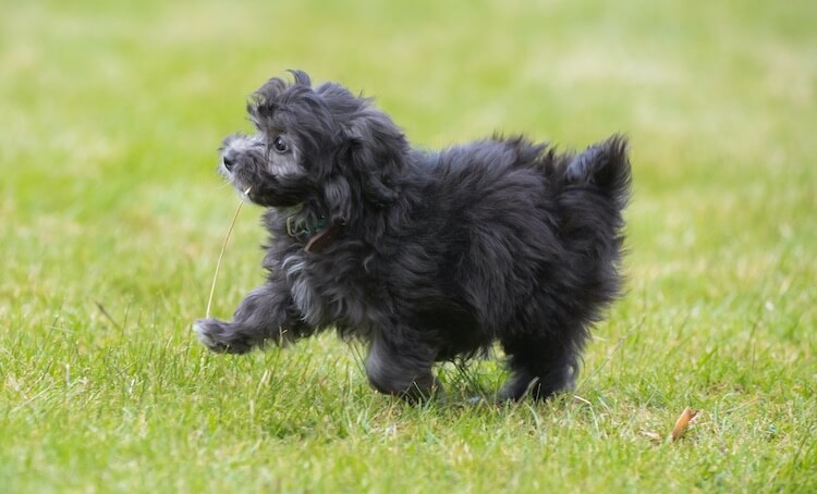 Schwarzer Maltipoo