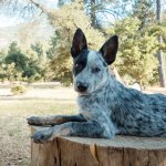 Blue Heeler Portrait