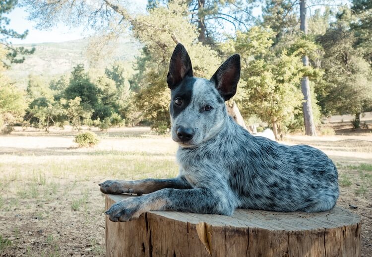 do blue heelers shed