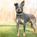 Blue Heeler Feature