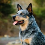 Blue Heeler Portrait