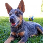 Blue Heeler Puppy Playing In Garden