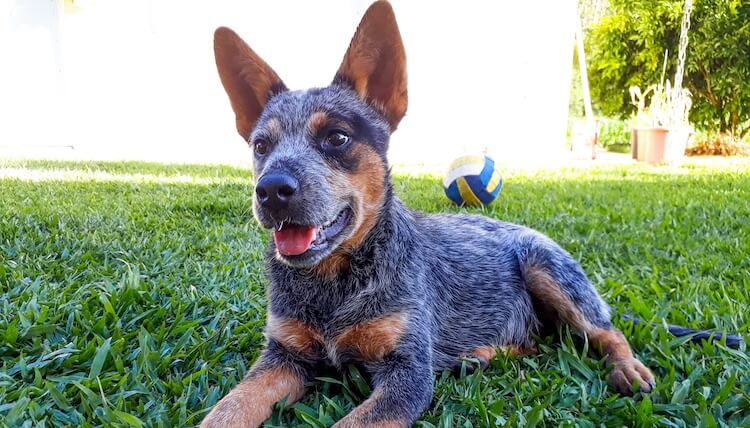 Blue Heeler Puppy Playing In Garden