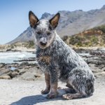 Blue Heeler Puppy Sitting Down