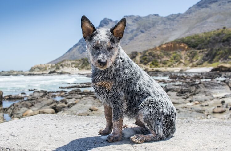 blue heeler hip problems