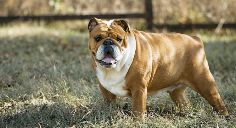 Bulldog Dog