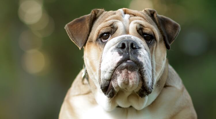 500 Bulldog Names Choose The Perfect Name For Your Bulldog All Things Dogs All Things Dogs